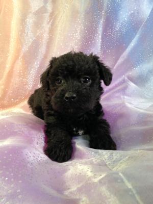 Female Black and White Miniature Schnoodle Puppy For Sale #8 DOB 10-19-14